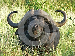 Buffalo eating grass photo