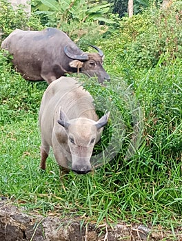 Buffalo eating grass