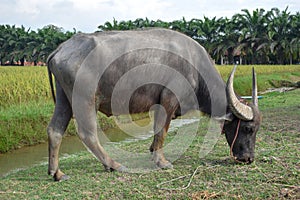 Buffalo is eating grass along the canal. Rice fields and trees are the background.