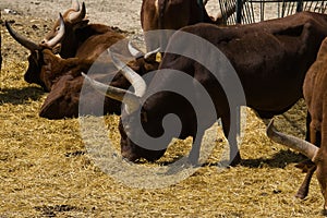 Buffalo eating grass in the field