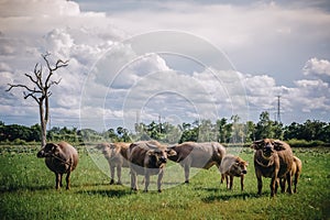 Buffalo is eating grass in the middle of the field , Animals in the countryside