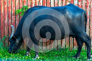 Buffalo eating grass near the street in Maramures County photo