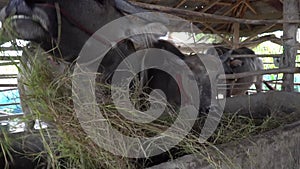 Buffalo eating hay