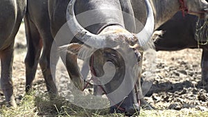 Buffalo eating hay