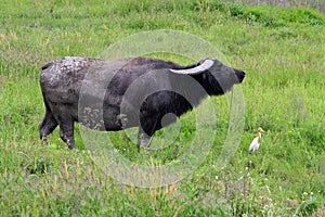 Buffalo and egrets photo