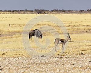 Buffalo at Etosha in Namibia savannah