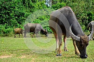 A buffalo family