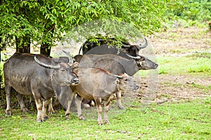 The buffalo family