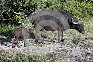 Buffalo family photo