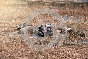 Buffalo family resting in swamp mud near the lake.