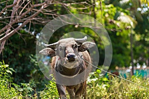 A buffalo in the farm.