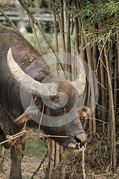 Buffalo in farm