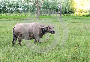 Buffalo of Farmer in a Thailan