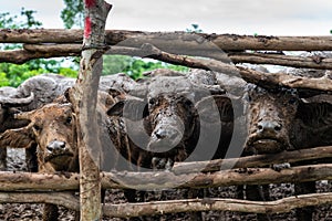 Buffalo farming in rural areas of the country