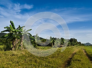 Buffalo at field with blue sky