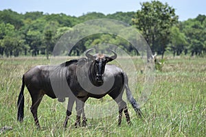 Buffalo in a field in a National Park in Africa