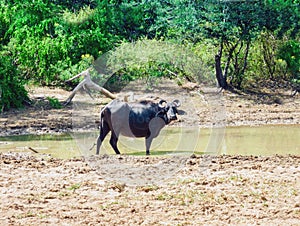 Buffalo in field near the lake, View of Yala national park, sri lanka`s most famous wild life park