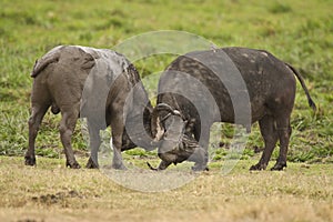 Buffalo fighting