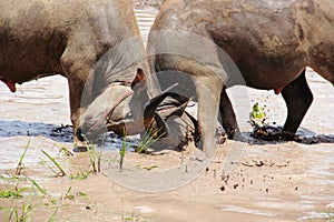 Buffalo fighting