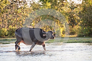 Buffalo fording a river in thailand