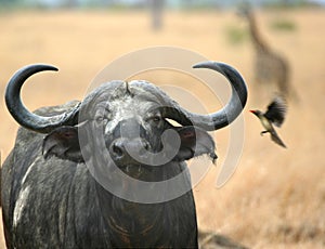 Buffalo Giraffe and Oxpecker