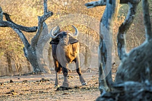 Buffalo within gnarled trees