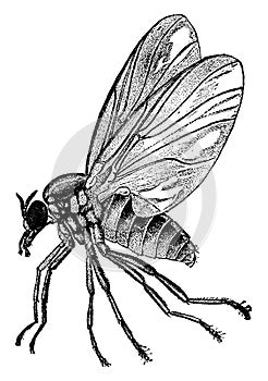 Buffalo Gnat, vintage illustration photo