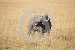 Buffalo in the golden african steppe on a sunny day