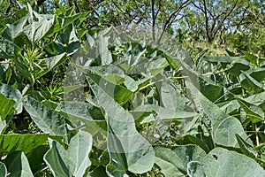 Buffalo Gourd plant growing wild in the mesquite forst of Texas