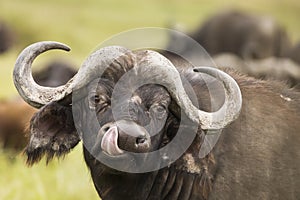 Buffalo in the grass during safari in Serengeti National Park in Tanzani. Wilde nature of Africa