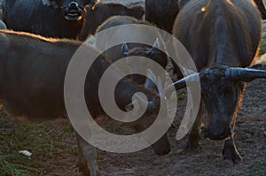 Buffalo grass was living morning. Sun gold on the farm happily.