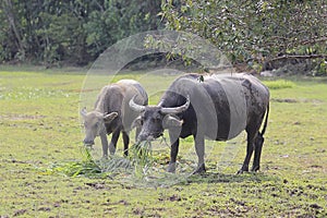 Buffalo graze