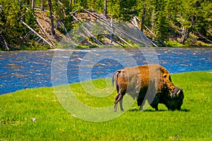 Buffalo graze alongside a western river in Yellowstone National Park