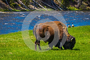 Buffalo graze alongside a western river in Yellowstone National Park