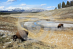 Grazing Buffalo in Yellowstone National Park