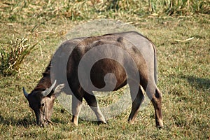 Buffalo grazing