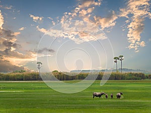 Buffalo grazing in a green field with beautiful sunset natural landscape