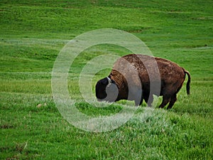 Buffalo grazing in meadow