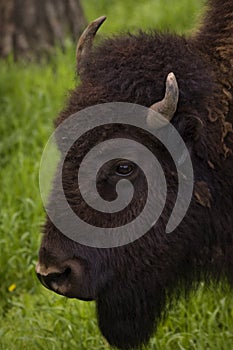 Buffalo Grazing on Ranch Spring Grass