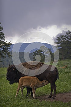 Buffalo Grazing on Ranch Spring Grass with Calf