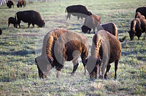 Buffalo grazing on range, Niobrara National Wildlife Refuge, NE