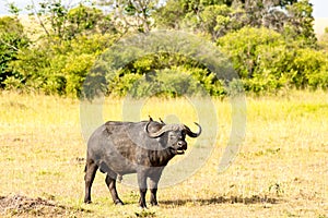 Buffalo grazing in the savannah of Maasai Mara