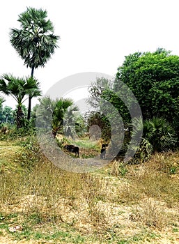 Buffalo Is Grazinggrass under doub palm tree  in the village jungle rout of Bihar photo