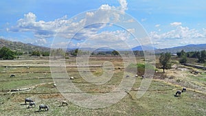 A buffalo group are eating grass in the rice fields of Manatuto area, Timor-Leste. photo