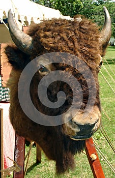 Buffalo head