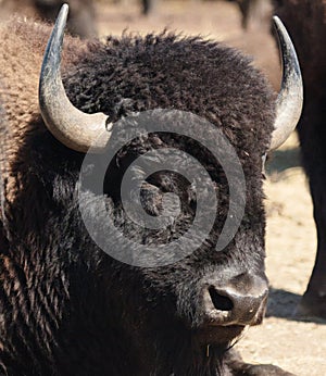 Buffalo Head