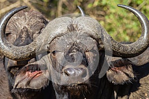 Buffalo Head Animal Wildlife