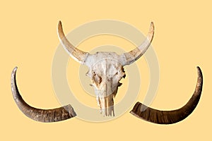 Buffalo head bones and buffalo horns
