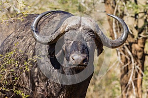 Buffalo Head Horns Animal Wildlife