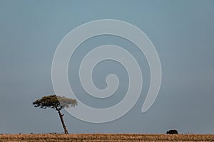 Buffalo Heading To Lone Tree Wilderness Grassland Savannah Maasai Mara